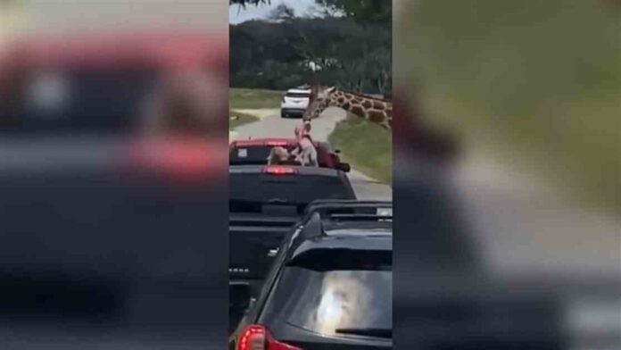 hungry-giraffe-lifts-toddler-out-of-truck-at-drive-thru-safari-cnn