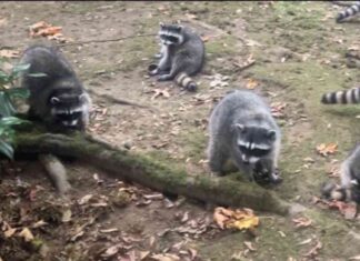 Woman’s Yard in Washington State Overrun by 100+ Raccoons After 30 Years of Feeding news-09102024-033159