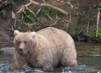 Alaska’s Fat Bear Contest Winner Outshines Cub-Killing Bear news-10102024-002810
