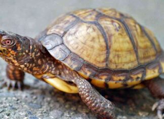 Smuggling 29 Protected Turtles from US to Canada: A Woman’s Crime news-12102024-083536