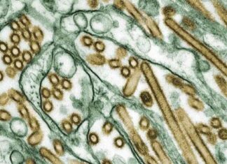 Washington State Reports Four New Cases of Bird Flu Outbreak news-24102024-025058