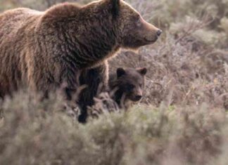 Tragic Loss: Grand Teton Grizzly Bear No. 399 Killed in Wyoming Collision news-24102024-101733