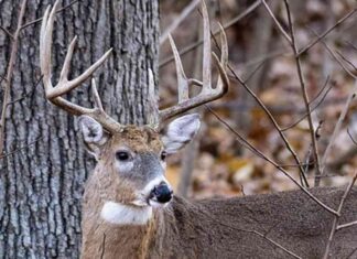 Missouri Youth Deer Season: Dates, Regulations, and Overview news-02112024-171421