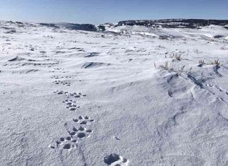 Gray Wolf Tracked South of Interstate 70 in Colorado for First Time: Reintroduction Success news-04112024-095103