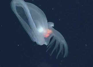 Glowing Sea Slug Species Found in Deep Sea ‘Midnight Zone’ news-14112024-171338
