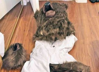 Bear Costume Insurance Scam: California Officials Expose Fake Car Attacks news-14112024-233438