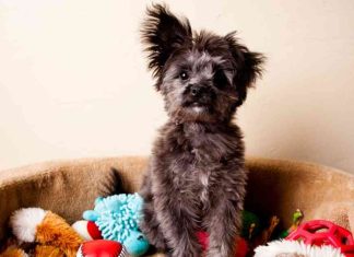 Top 10 Early Black Friday Deals for Pets at Walmart: Celebrate Christmas with Savings! news-15112024-172702