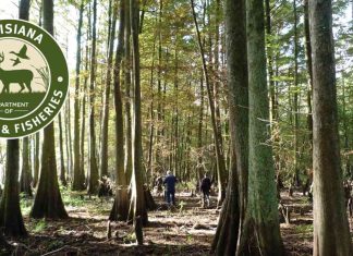 Closure of Deer Hunting in Maurepas Swamp WMA Due to Flood Waters | Louisiana Wildlife and Fisheries news-19112024-104253