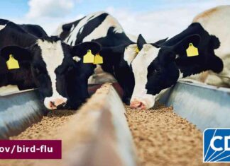 Latest CDC Updates on A(H5N1) Bird Flu Response – November 18, 2024 news-25112024-192712