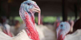 news-26112024-201932