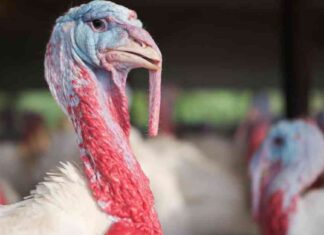 Virginia Turkey Farmers Tap into New Market Opportunities news-26112024-201932