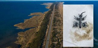 dangerous-sea-creatures-found-on-north-carolina-beaches-what-you-need-to-know