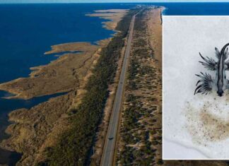 Dangerous Sea Creatures Found on North Carolina Beaches: What You Need to Know dangerous-sea-creatures-found-on-north-carolina-beaches-what-you-need-to-know