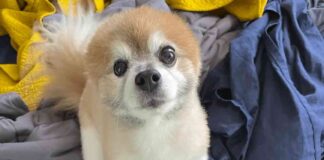 family-pleads-for-return-of-stolen-dog-help-bring-my-best-friend-home