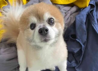 ‘Family Pleads for Return of Stolen Dog: Help Bring My Best Friend Home’ family-pleads-for-return-of-stolen-dog-help-bring-my-best-friend-home