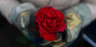 from-colombian-farm-to-pasadena-parade-the-journey-of-a-rose