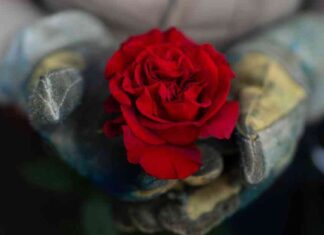 From Colombian Farm to Pasadena Parade: The Journey of a Rose from-colombian-farm-to-pasadena-parade-the-journey-of-a-rose