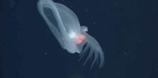 glowing-sea-slug-species-discovered-in-oceans-midnight-zone