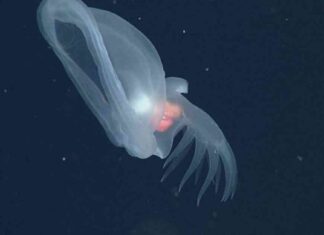 Glowing Sea Slug Species Discovered in Ocean’s Midnight Zone glowing-sea-slug-species-discovered-in-oceans-midnight-zone