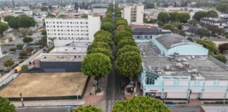 lawsuit-filed-against-whittier-for-removing-100-trees