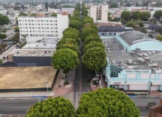 Lawsuit Filed Against Whittier for Removing 100+ Trees lawsuit-filed-against-whittier-for-removing-100-trees