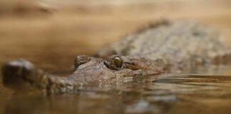preventing-crocodiles-from-eating-toxic-toads-with-nausea-nducing-chemicals