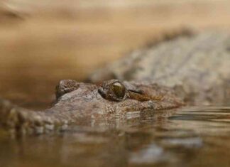 Preventing Crocodiles from Eating Toxic Toads with Nausea-Inducing Chemicals preventing-crocodiles-from-eating-toxic-toads-with-nausea-nducing-chemicals