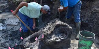 rare-discovery-13000-year-old-mastodon-skull-unearthed-in-owa