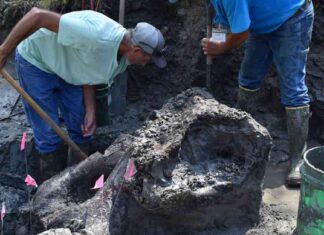 Rare Discovery: 13,000-Year-Old Mastodon Skull Unearthed in Iowa rare-discovery-13000-year-old-mastodon-skull-unearthed-in-owa