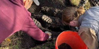 rare-mastodon-jaw-unearthed-in-new-york-backyard-a-remarkable-find