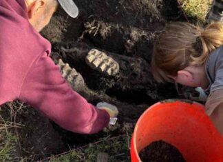 Rare Mastodon Jaw Unearthed in New York Backyard: A Remarkable Find rare-mastodon-jaw-unearthed-in-new-york-backyard-a-remarkable-find