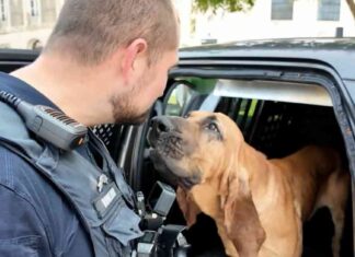 Video Bo the Bloodhound: ‘Hero Dog’ Award Winner for Police Assistance video-bo-the-bloodhound-hero-dog-award-winner-for-police-assistance