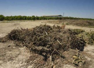 Ban on Agricultural Burning in San Joaquin Valley: What You Need to Know ban-on-agricultural-burning-in-san-joaquin-valley-what-you-need-to-know