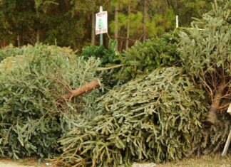 Chicago Christmas Tree Recycling: Drop-off Locations & Schedule chicago-christmas-tree-recycling-drop-off-locations-schedule