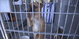 chicago-dog-hotel-offers-assistance-to-evacuated-los-angeles-pets