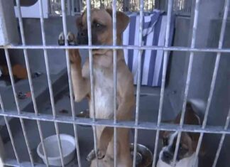 Chicago Dog Hotel Offers Assistance to Evacuated Los Angeles Pets chicago-dog-hotel-offers-assistance-to-evacuated-los-angeles-pets