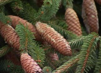 Chicago’s Annual Tree Recycling Program: Dates and Locations chicagos-annual-tree-recycling-program-dates-and-locations