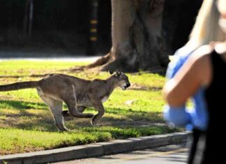 Creating Safer Cities: Protecting Animals Alongside Humans creating-safer-cities-protecting-animals-alongside-humans