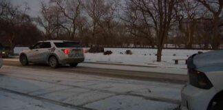 outrage-in-mount-greenwood-as-teens-kill-coyote-pup-community-shocked-and-upset