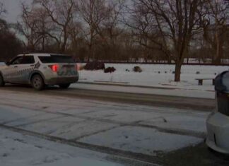 Outrage in Mount Greenwood as Teens Kill Coyote Pup – Community Shocked and Upset outrage-in-mount-greenwood-as-teens-kill-coyote-pup-community-shocked-and-upset