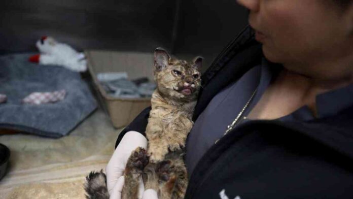 pasadena-shelter-overflows-with-anxious-pets-from-eaton-fire