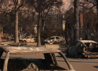 Rebuilding Altadena: Reviving a ‘feral’ community after devastating fire rebuilding-altadena-reviving-a-feral-community-after-devastating-fire