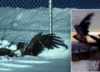 Rescued Alaska Bald Eagle Ready to Soar: Police Save Frozen Bird rescued-alaska-bald-eagle-ready-to-soar-police-save-frozen-bird