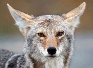 Rising Coyote Incidents in Chicago: Causes and Solutions rising-coyote-ncidents-in-chicago-causes-and-solutions