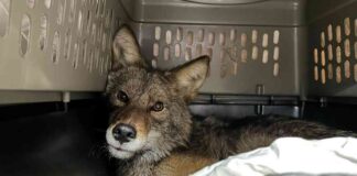 the-mystery-of-the-coyote-found-at-chicago-aldi-store-latest-news-and-updates
