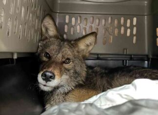 The Mystery of the Coyote Found at Chicago Aldi Store: Latest News and Updates the-mystery-of-the-coyote-found-at-chicago-aldi-store-latest-news-and-updates