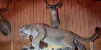 california-couple-shocked-by-stuffed-mountain-lion-confession