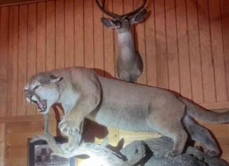California Couple Shocked by Stuffed Mountain Lion Confession california-couple-shocked-by-stuffed-mountain-lion-confession