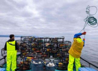California Dungeness Crab Industry Faces Threat from Whale Safety Concerns california-dungeness-crab-ndustry-faces-threat-from-whale-safety-concerns