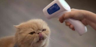 cat-in-san-mateo-county-tests-positive-for-bird-flu